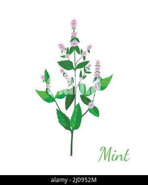 Icona vettoriale di una foglia di menta cartoon, menta peperita fresca isolato Illustrazione Vettoriale