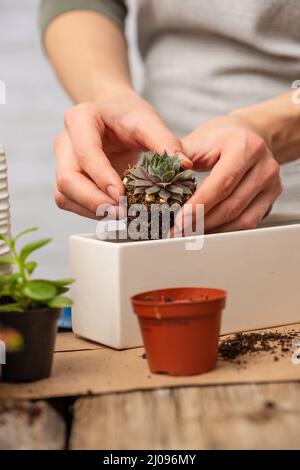 Vista ravvicinata delle mani dei giardinieri della donna trasplants piccolo cactus in vaso su tavola rustica di legno su sfondo bianco. Concetto di cura delle piante e casa Foto Stock