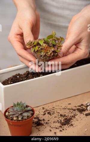 Vista ravvicinata delle mani dei giardinieri della donna trasplants piccolo fiore interno in vaso su tavola rustica di legno su sfondo bianco. Concetto di cura delle piante un Foto Stock