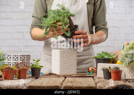 Vista ravvicinata delle mani dei giardinieri della donna traspiantano il fiore interno in pentola su tavola rustica di legno su sfondo bianco. Concetto di cura delle piante e casa Foto Stock