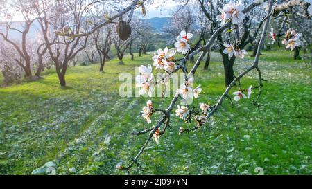Ramo di mandorla con fiori bianchi rosa in un giardino in primavera Foto Stock