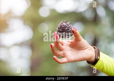 Raccogliendo coni di cedro nella foresta. La mano di una donna tiene un dado utile Foto Stock