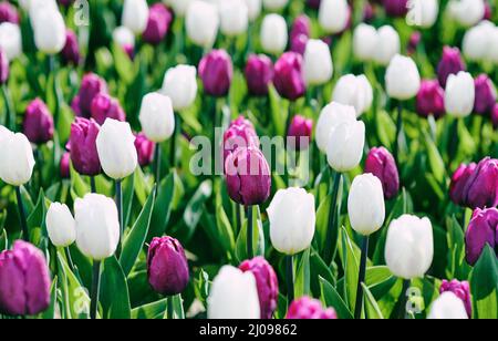 Incredibile fiore colorato tulipani modello all'aperto. Natura, fiori, primavera, giardinaggio concetto Foto Stock