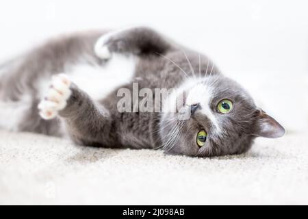 Un gatto corto grigio e bianco con occhi verdi distesi in posizione rilassata capovolta Foto Stock