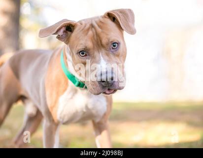 Un cane misto Pit Bull Terrier di colore bianco e marrone chiaro che ascolta con un'inclinazione della testa e che attacca la lingua Foto Stock