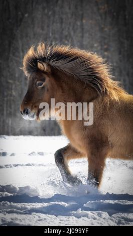 Bella Mare islandese che balla nella neve Foto Stock