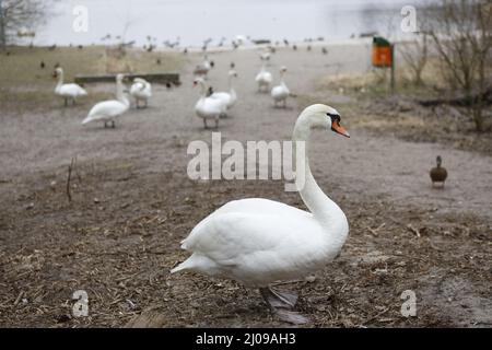 Berlino, Germania, 03/17/2022 fidarsi di cigni muti nel Lieper Bucht all'Havelchaussee. Foto Stock