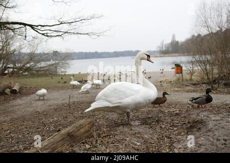 Berlino, Germania, 03/17/2022 fidarsi di cigni muti nel Lieper Bucht all'Havelchaussee. Foto Stock