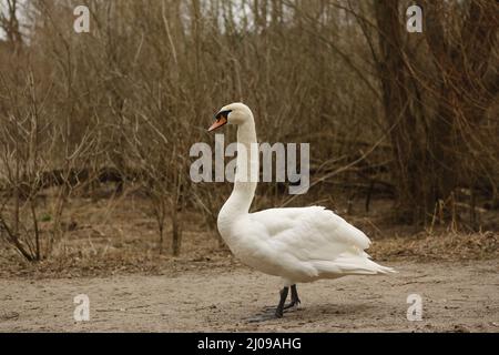 Berlino, Germania, 03/17/2022 fidarsi di cigni muti nel Lieper Bucht all'Havelchaussee. Foto Stock