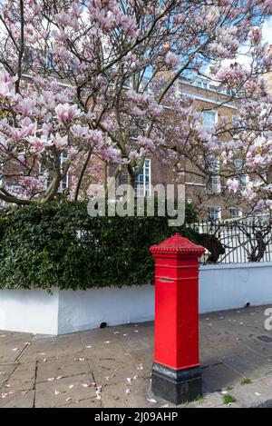 Grande albero di magnolia con fiori rosa pastello. Iconica casella rossa posta in primo piano. Fotografato in primavera a Chelsea, Londra UK. Foto Stock