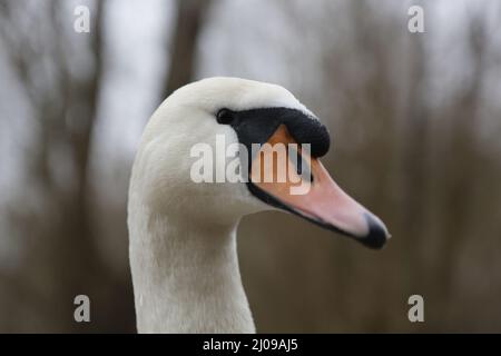 Berlino, Germania, 03/17/2022 fidarsi di cigni muti nel Lieper Bucht all'Havelchaussee. Foto Stock