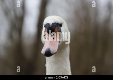 Berlino, Germania, 03/17/2022 fidarsi di cigni muti nel Lieper Bucht all'Havelchaussee. Foto Stock