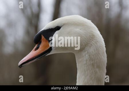 Berlino, Germania, 03/17/2022 fidarsi di cigni muti nel Lieper Bucht all'Havelchaussee. Foto Stock