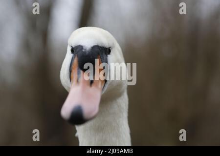 Berlino, Germania, 03/17/2022 fidarsi di cigni muti nel Lieper Bucht all'Havelchaussee. Foto Stock