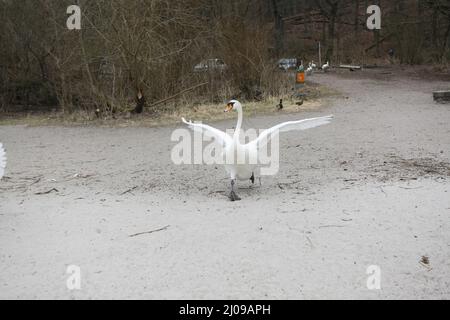 Berlino, Germania, 03/17/2022 fidarsi di cigni muti nel Lieper Bucht all'Havelchaussee. Foto Stock