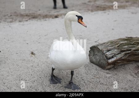 Berlino, Germania, 03/17/2022 fidarsi di cigni muti nel Lieper Bucht all'Havelchaussee. Foto Stock