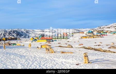 Cani da slitta e case inuit sulle colline rocciose coperte di neve, Ilulissat, Avannaata comune, Groenlandia Foto Stock