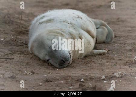 Una giovane cuccia grigia di una settimana (Halichoerus grypus) dorme sulla duna di Donna Nook sulla costa del Lincolnshire Foto Stock