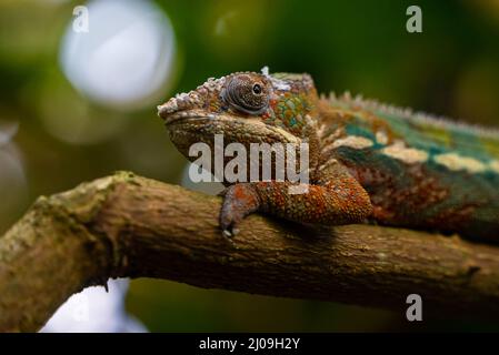 Soft focus di un coloratissimo camaleonte maschio su un ramo d'albero allo Zoo di Zurigo in Svizzera Foto Stock