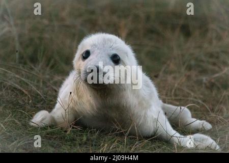 Il giovane cuccioli di foche grigio (Halichoerus grypus) si affaccia intorno alle dune erbose di Donna Nook, Lincolnshire per la sua mamma che non è mai troppo lontano Foto Stock