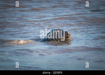 Il sigillo grigio femmina (Halichoerus grypus) nuota nell'acqua vicino alla spiaggia di allevamento a Horsey Gap, Norfolk Foto Stock