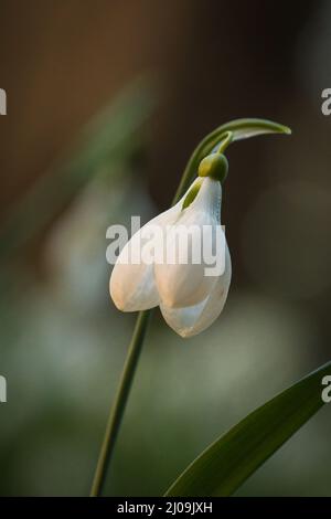 Un unico fiore di goccia di neve che cresce in un campo di gocce di neve Foto Stock