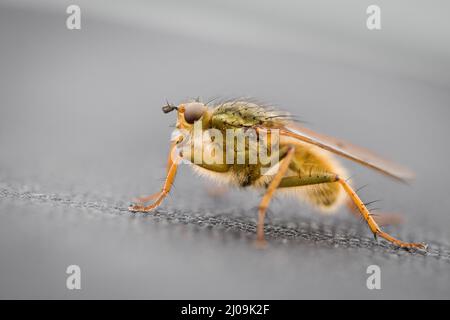 Una mosca gialla del polmone (Scathophaga stercoraria) si siede su un pezzo di tessuto lungo il percorso del Dike di Devils, Cambridgeshire vicino a Newmarket Foto Stock