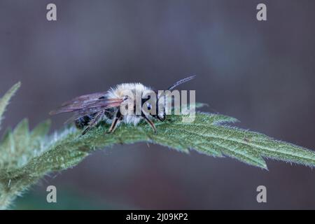 L'ape da estrazione della cenere (Andrena cineraria) si trova per un riposo su una foglia nel bosco di Mersbere Foto Stock