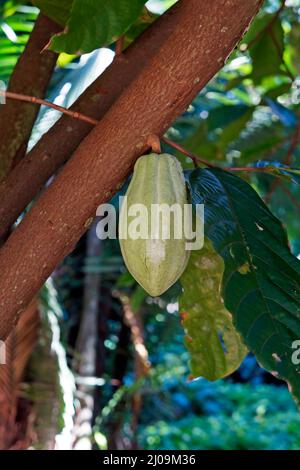 Frutti verdi di cacao (Theobroma cacao) appesi sull'albero Foto Stock