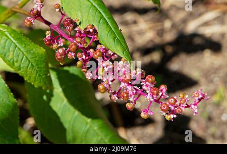 Fiori e frutti americani (Phytolacca americana) Foto Stock