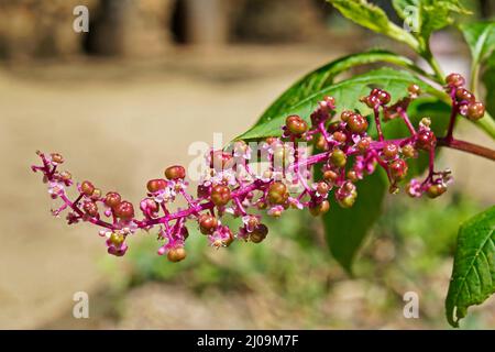 Fiori e frutti americani (Phytolacca americana) Foto Stock