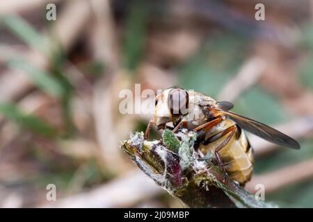 Il grande hoverfly (Volucella inanis) si trova su una pianta al mattino presto al Wandlebury Country Park nel Cambridgshire Foto Stock