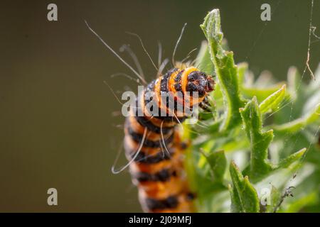 Primo piano della stripante cinebar caterpillar che si nutrono del suo impianto preferito di ragwort Foto Stock