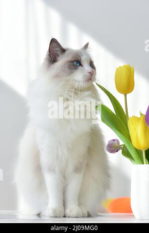 Grande gatto bianco dai capelli lunghi (ragdoll bicolore blu) con occhi blu seduti in una stanza soleggiata sul tavolo accanto al vaso con tulipani gialli. Foto Stock