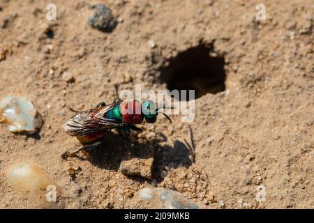 Una vespa dalla coda di rubino (Chrysis ruddii) attraversa la sabbia di Minsbere fino al suo vicino burrow Foto Stock