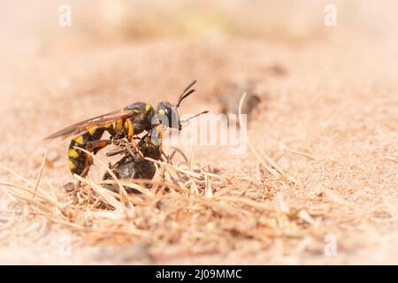 Lungo il vicolo del digger a Minsbere, mentre la maggior parte dei cucciolini raccolgono api da miele questo lupo (Philanthus triangulum) raccoglie le malvagie per la sua preda Foto Stock