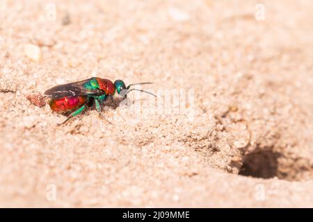 La vespa dalla coda di rubino (Chrysis ignita) cerca nuovi ospiti lungo il percorso sabbioso Suffolk pieno di burrow Foto Stock