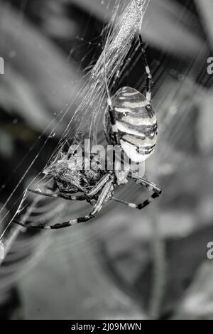 Un'immagine in bianco e nero di un ragno vespa femminile (Argiope bruennichi) che gioca con il cibo strettamente legato nel web Foto Stock