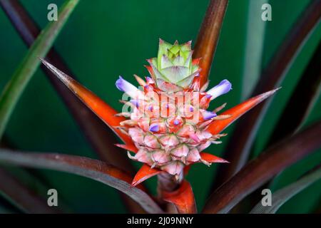 Infiorescenza ornamentale di ananas Foto Stock