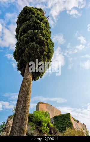 Albero, Castiglione d'Orcia (conosciuta anche Rocca di Tentennano) in cima alla collina, Provincia di Siena, Regione Toscana, Italia Foto Stock