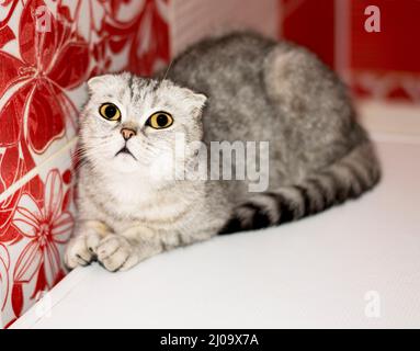 Scottish fold gatto grigio tabby, bellissimi gatti domestici purredi, gatto in casa, gatto in bagno Foto Stock