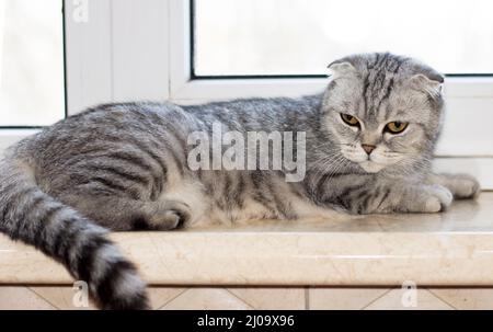 Primo piano gatto scozzese sdraiato sul davanzale, bellissimi gatti domestici purredi, un gatto in casa, un gatto in cucina Foto Stock