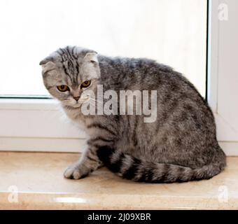 Scottish fold grigio tabby gatto è seduto sul davanzale, bella pedigreed gatti domestici, un gatto nella casa Foto Stock