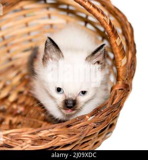 Immagine isolata di un bel gattino siamese bianco che sbuccia da un cestino , bei gattini purebred, gattini in casa, animali domestici, Foto Stock