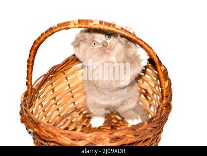 Isolato immagine giocoso scozzese -fold gattino in piedi in un cestino di vimini , gattini purrebred bello, gattini nella casa, animali domestici, Foto Stock