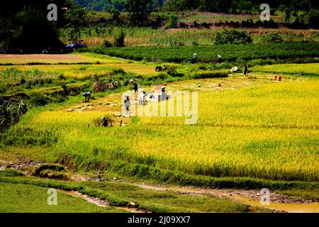 Terreno agricolo nelle Highlands centrali coltivando riso nella valle. Foto Stock