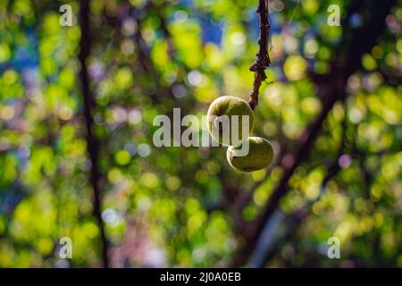 Appendere piccoli frutti verdi di fico selvatico su un albero (Ficus carica) pianta selvaggia in foresta Foto Stock