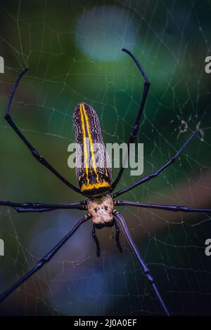 Primo piano verticale di un ragno gigante Golden Orb Web (Nephila pilipes) in rete Foto Stock