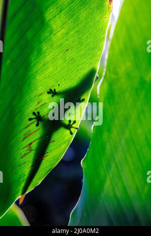 Gold Dust Day Gecko, Phelsuma laticauda, peering sul bordo di retro-illuminato zenzero foglia, Hawaii. Foto Stock