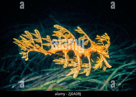 Questo drago verde, Phycodurus eques, è un esperto di mimetizzazione contro la vita vegetale, Spencer Gulf in South Australia. Foto Stock